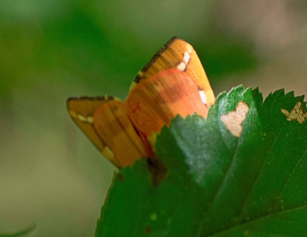 Falena da identificare 4: Euplagia quadripunctaria - Erebidae